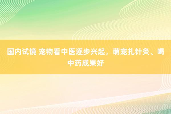 国内试镜 宠物看中医逐步兴起，萌宠扎针灸、喝中药成果好